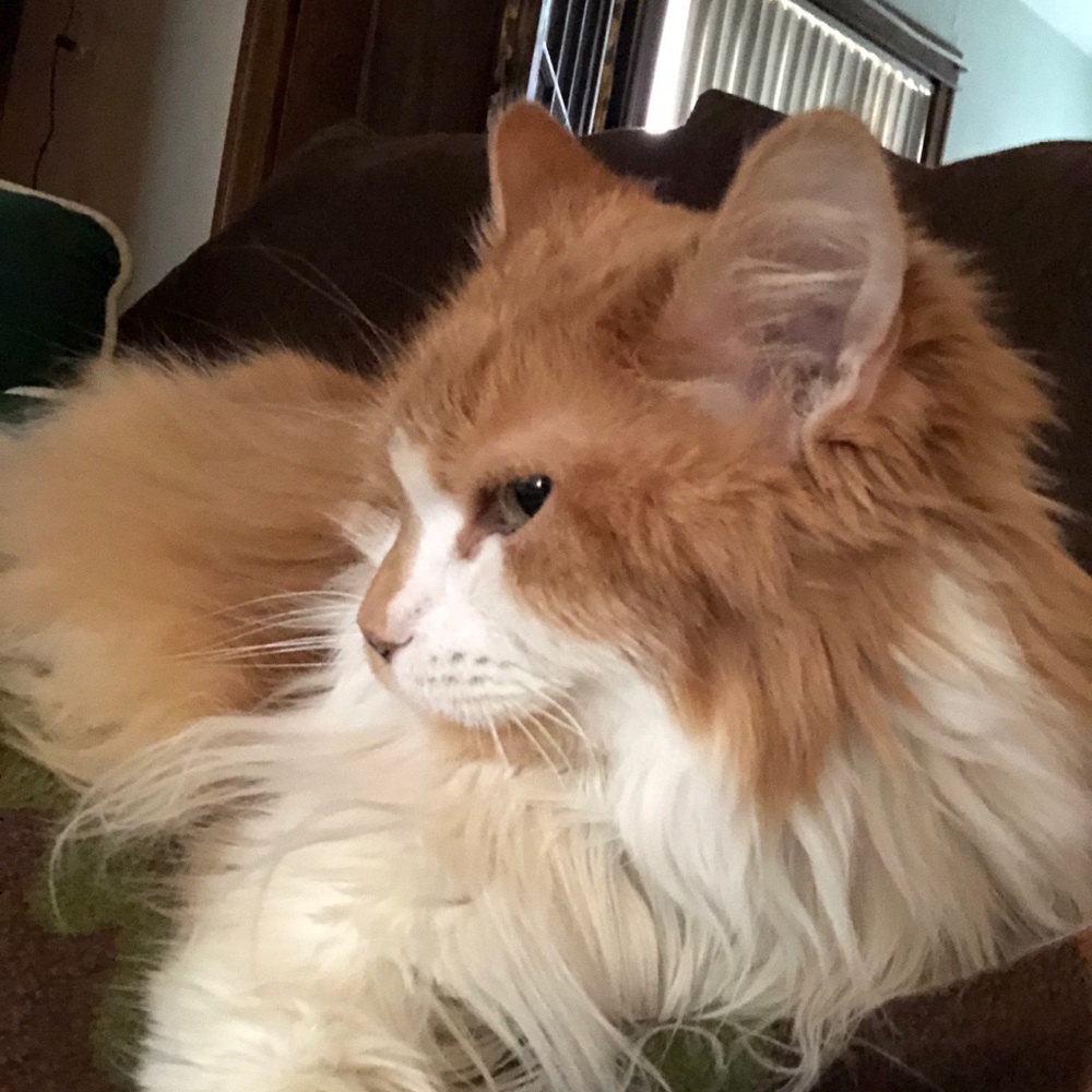 Meet your Posher, Andrea